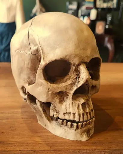 [CAL-REAL-02] Calavera Color Hueso Realista Cráneo de Julián, El Patán